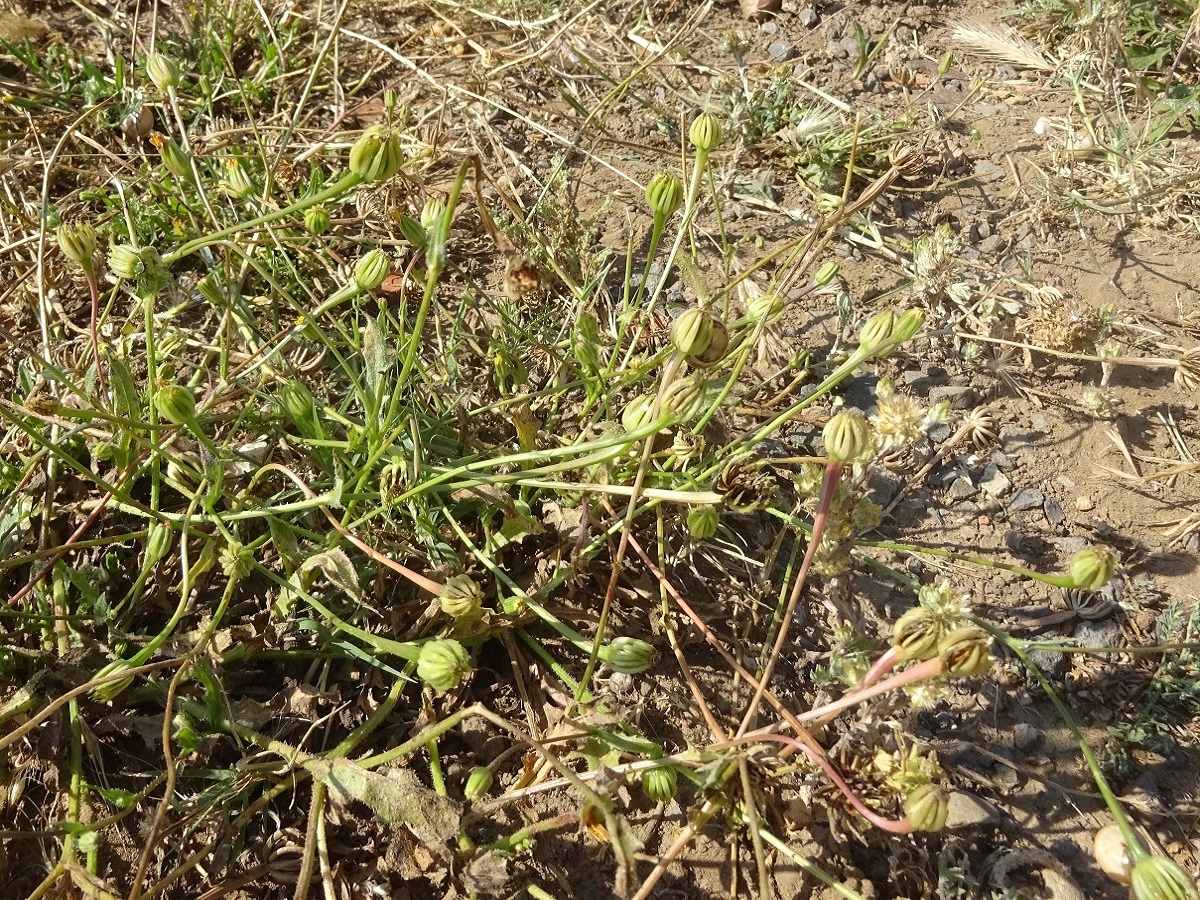 Hedypnois rhagadioloides (Asteraceae)